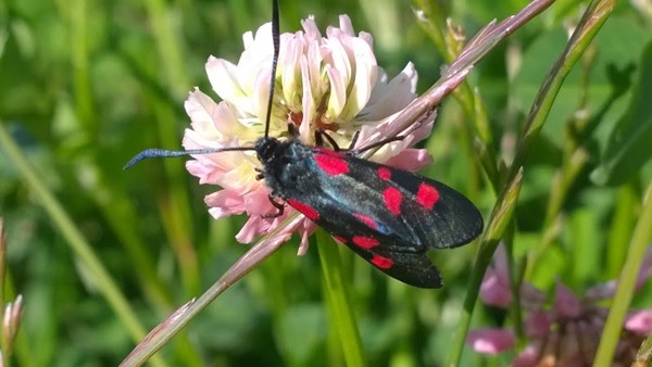 Pentland Hills Regional Park
