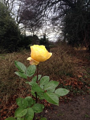 Woodthorpe Grange Park