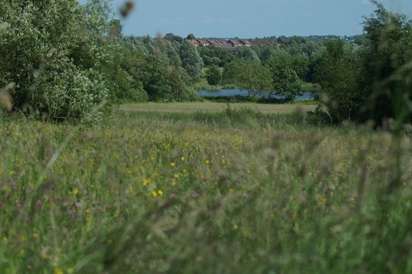 Brierley Forest Park