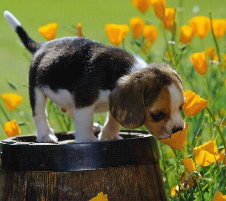 Seven Acres Country Park