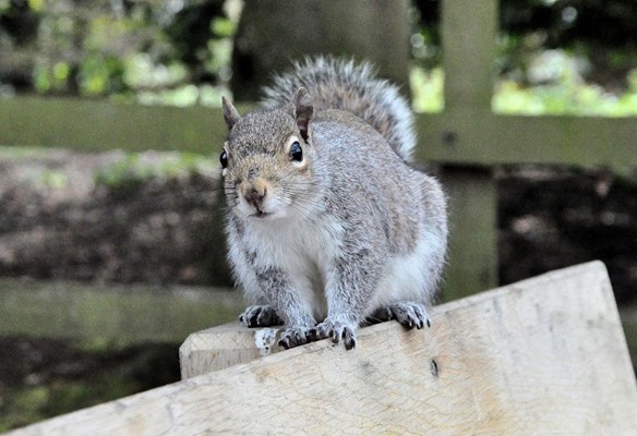 Hartsholme Country Park