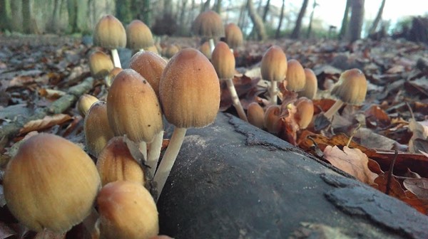 Eastham Country Park