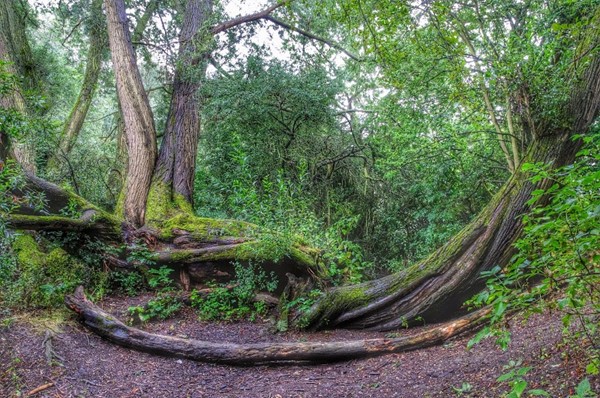 Springfield Hall Park