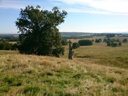 Petworth House and Park
