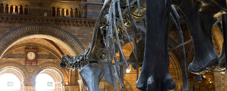 Natural History Museum, London