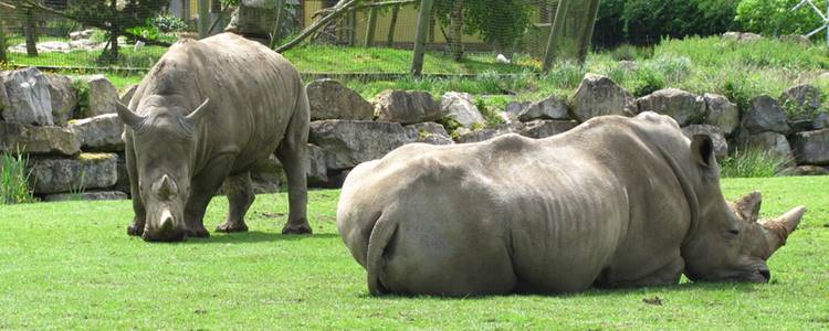 Flamingo Land Resort