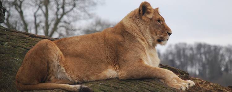 Longleat Safari Park