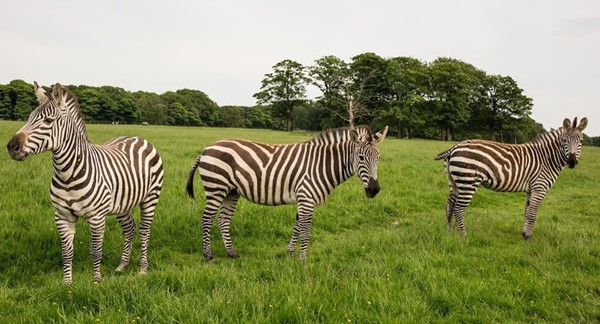 Knowsley Safari Knowsley Safari
