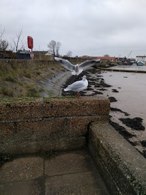The Tide Mill Living Museum The Tide Mill Living Museum