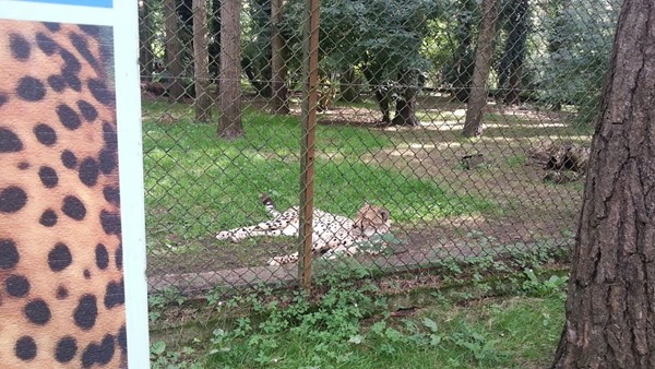 Port Lympne Reserve Port Lympne Reserve